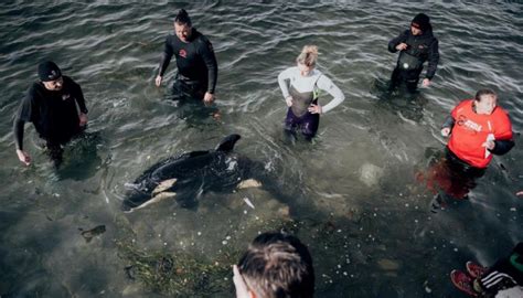 Aerial search for stranded baby orca's pod resumes off Kāpiti Coast ...