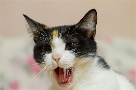 Why Do Cats Growl? 7 Reasons You Should Know I Discerning Cat