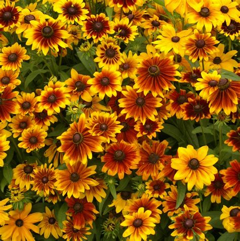 Black Eyed Susan Seeds (Dwarf) - Rustic Mix