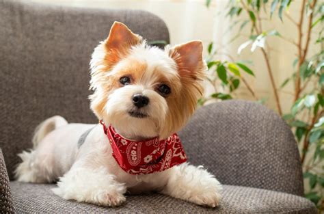 Biewer Terrier Haircuts: Top 4 Fashionable Hairstyles