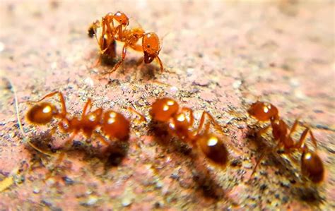 Guide To Fire Ants In Greenville, Upstate SC, NC & Northern GA