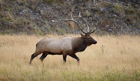 Wapiti Photograph by Whispering Peaks Photography - Fine Art America