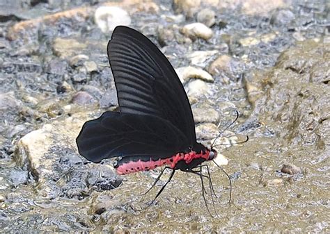 Common Batwing - Atrophaneura varuna astorion