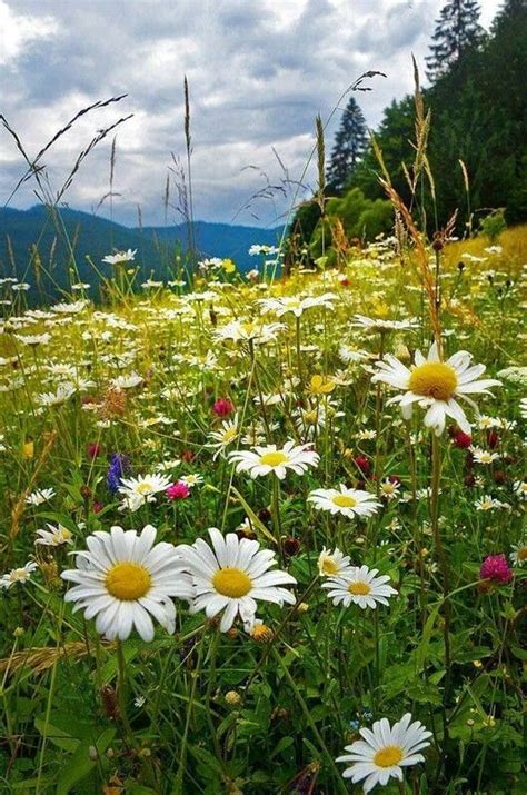 wildflowers of Ukraine Ftd Flowers, Happy Flowers, Beautiful Flowers ...