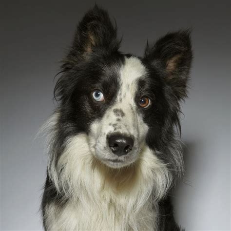 29+ Border Collie Puppies Blue Eyes Image - Bleumoonproductions