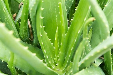 Succulent Specialists Share Their Favourite Ways To Propagate New Aloe ...