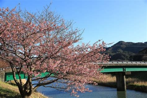 Kawazu Cherry Blossom Festival 2019 | Kyuhoshi