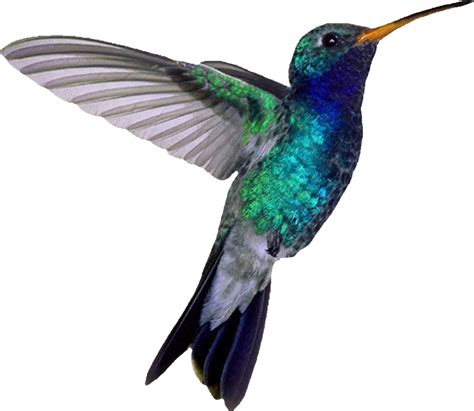 Hummingbird PNG File PNG, SVG Clip art for Web - Download Clip Art, PNG ...