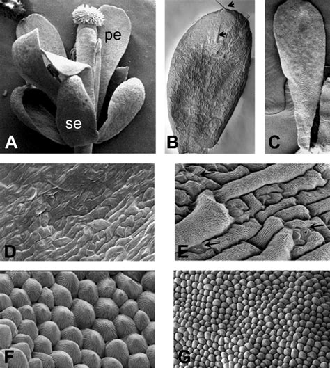 Sepal and petal cell types. Scanning electron micrographs (SEM) of... | Download Scientific Diagram