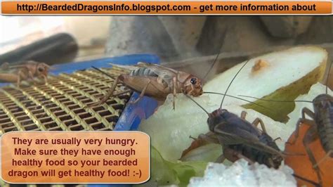 How Long Does It Take For Crickets To Hatch | Keep Bugs Away