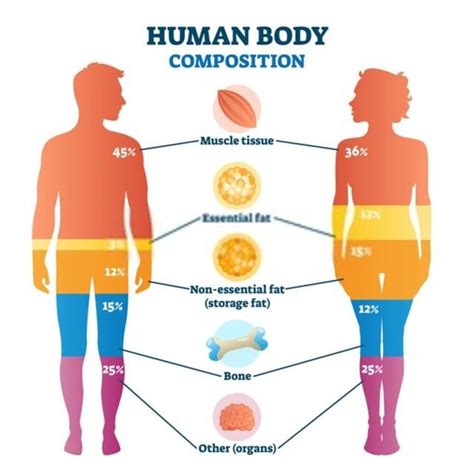 Body Fat Calculator: How To Measure? - Hood MWR