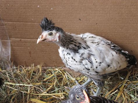 Mohawk chicken? | BackYard Chickens - Learn How to Raise Chickens