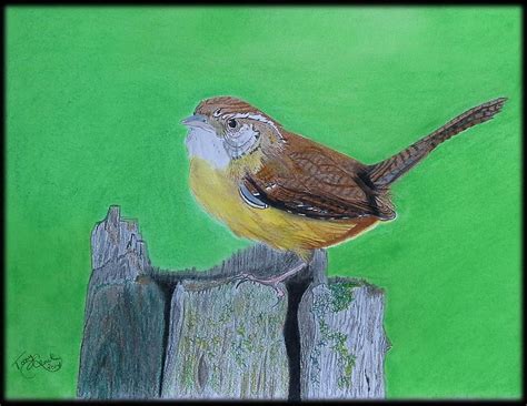 Carolina Wren Drawing by Tony Clark - Fine Art America