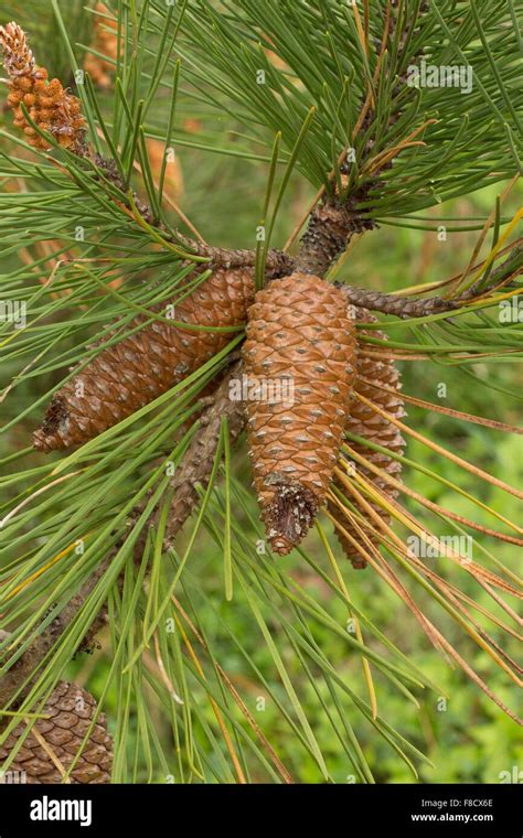 Scots Pine, Pinus sylvestris, female cones before opening, and needles ...