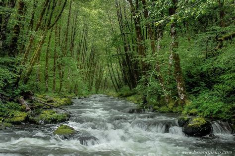 Tillamook State Forest - Portland Fine Art Photographer | Brian Pasko Photography