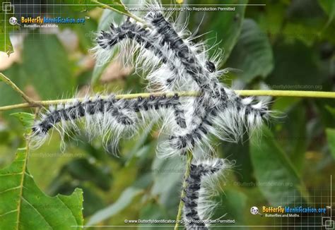 Walnut Caterpillar Moth