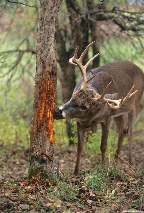 Hunting the Early Season Shift - Legendary Whitetails | Deer hunting tips, Whitetail deer ...