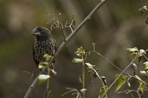 Large ground finch - Facts, Diet, Habitat & Pictures on Animalia.bio