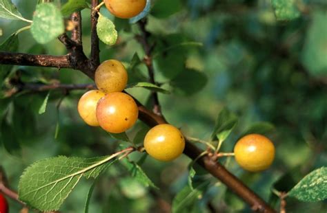 30 native British trees - and how to spot them