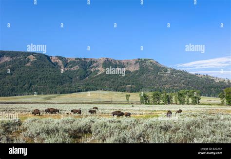 Bison graze on the plains of Yellowstone National Park on a sunny ...