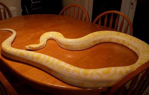 SW England Albino Burmese Python - Male - Reptile Forums