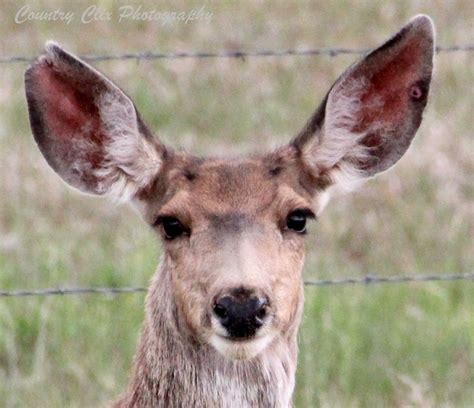 17 Best images about Colorado Wildlife on Pinterest | Wolves, Bald ...