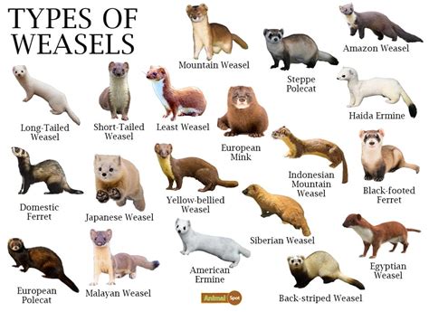 Mustelidae aka weasels - Pine Meadow Ranch Home Owners Association