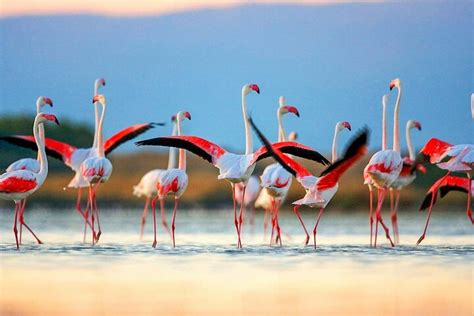 Tripadvisor | Observação de pássaros no Parque Nacional Chundikulam: experiência oferecida por ...