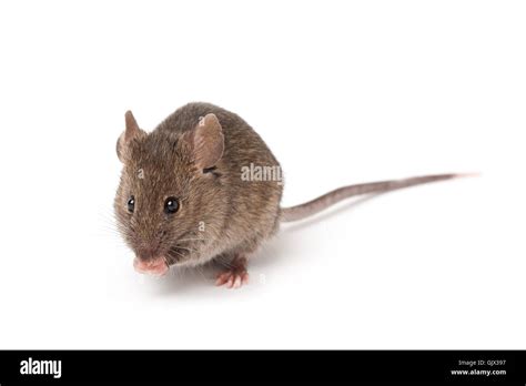 pet rodent mouse Stock Photo - Alamy