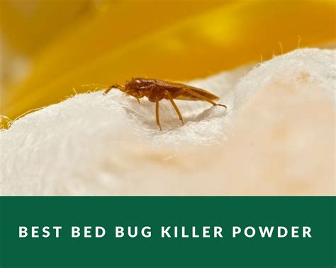 Best Bed Bug Killer Powder - Zero Pest NG