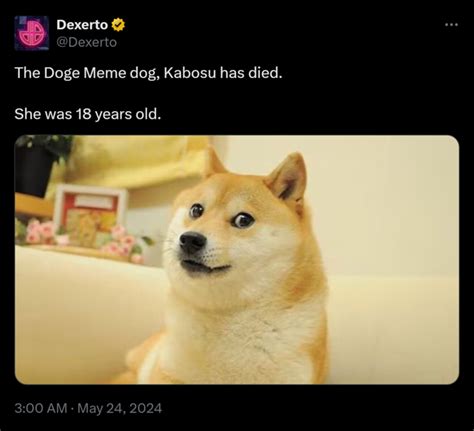 The Doge Meme dog, Kabosu has died. She was 18 years old. | Doge | Know Your Meme