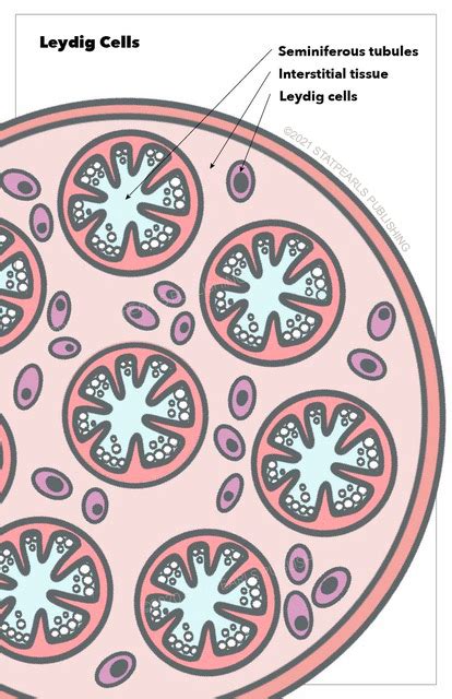 [Figure, Leydig cells, seminiferous tubules, interstitial tissue StatPearls Publishing ...