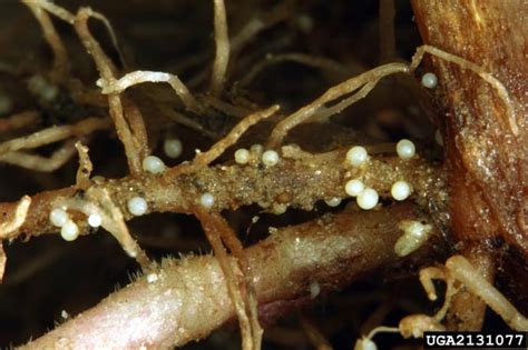 Soil Nematodes in Organic Farming Systems - eXtension