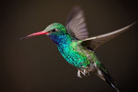 COLIBRÍ SIGNO DE HUITZILOPOCHTLI | Colibri, Pajaros exoticos, Colibrís