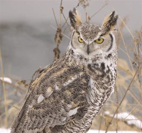 Ireland’s most common birds of prey are in decline · TheJournal.ie