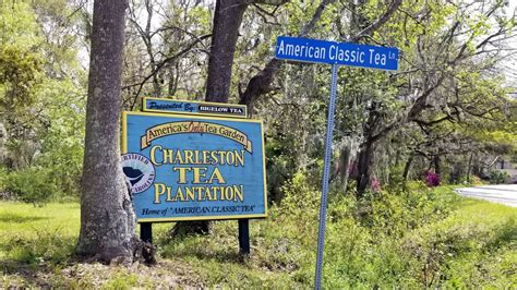 Charleston Tea Plantation: Tour America’s One and Only Tea Plantation ...