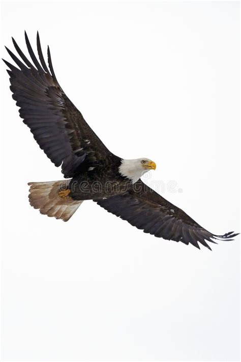 Bald Eagle soaring. Bald Eagle in flight against white background , # ...