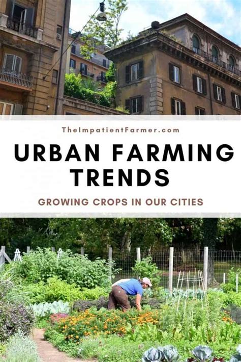 Urban Farming Trends: The Rise of Small Scale Agriculture in our Cities