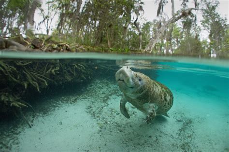 Manatee Deaths Caused By Boat Collision Is At A Record High