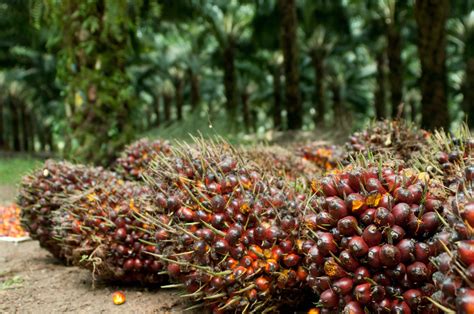 Malaysian government and industry players guarantee sustainable palm oil » The Capital Post