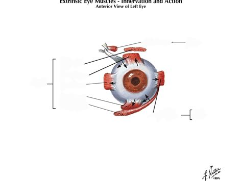 Extrinsic Eye Muscles Diagram | Quizlet