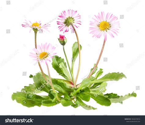 99,993 Perennial Isolated Images, Stock Photos & Vectors | Shutterstock