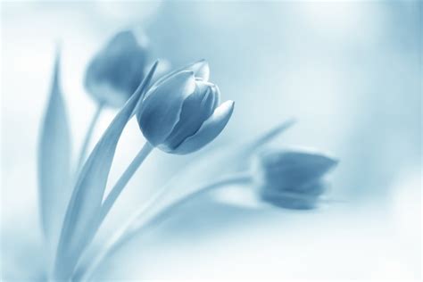 245 Wallpaper Hd Bunga Lily Images - MyWeb