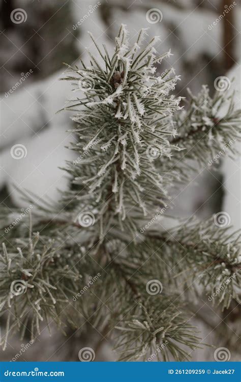 Christmas Tree in Polish Garden.Europe. Stock Image - Image of ...