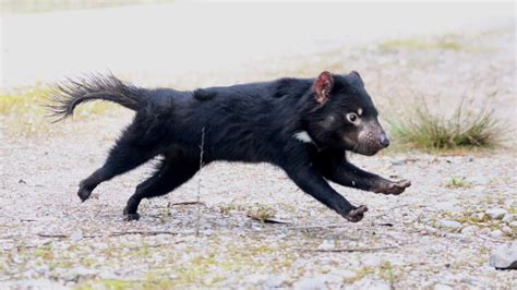 Tasmanian Devil Sound : Are Tasmanian Devils Dangerous, Maybe you would like to learn more about ...