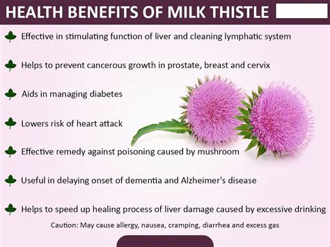 Milk Thistle Side Effects / What Are The Side Effects Of Milk Thistle? | Milk thistle ... : On ...