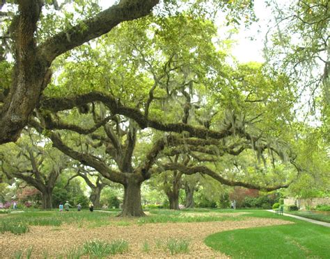 live oak tree diseases florida - Reid Rosenbaum