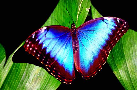 Blue Morpho Butterfly Background Wallpaper 20741 - Baltana