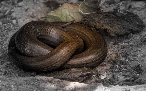 Mole snake – Herman van Bon Photography