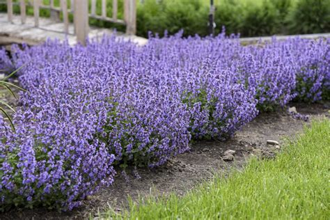 'Cat's Pajamas' - Catmint - Nepeta hybrid | Proven Winners